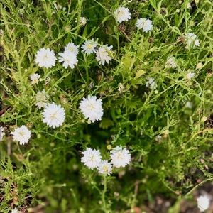 Meet your Posher, Bridget